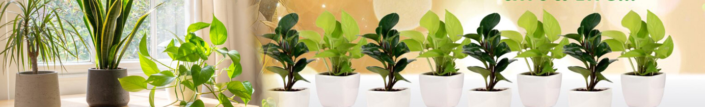 Plants With Vase
