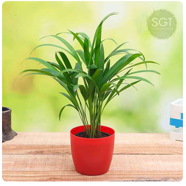Areca Palm In Red color Pot