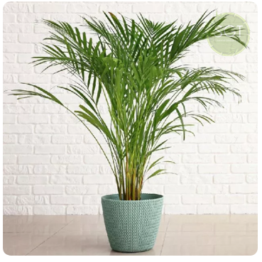 Areca Palm Plant With pot