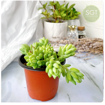 Donkey's Tail Feng Shui Planrs