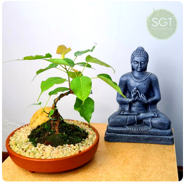 Feng Shui Bodhi Bonsai Plant