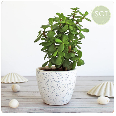 Good Luck Jade Plant In Ceramic Pot